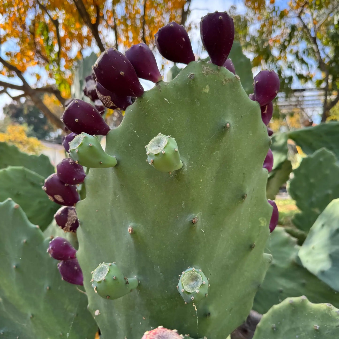 Opuntia gomei ’Old Mexico’ - one pad about 8” - live