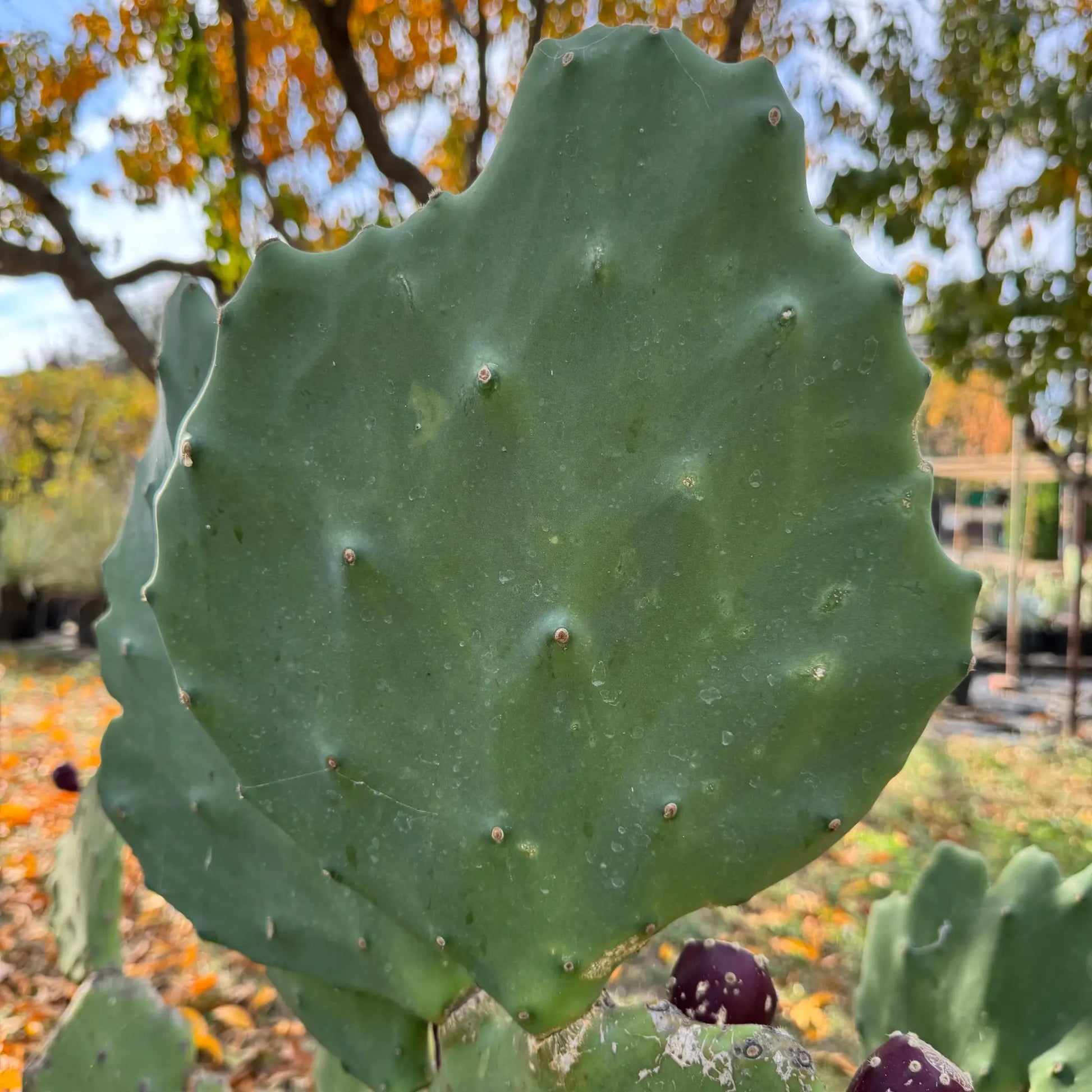 Opuntia gomei ’Old Mexico’ - one pad about 8” - live