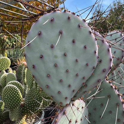 Opuntia macroentra - one pad about 4-6” - live cactus