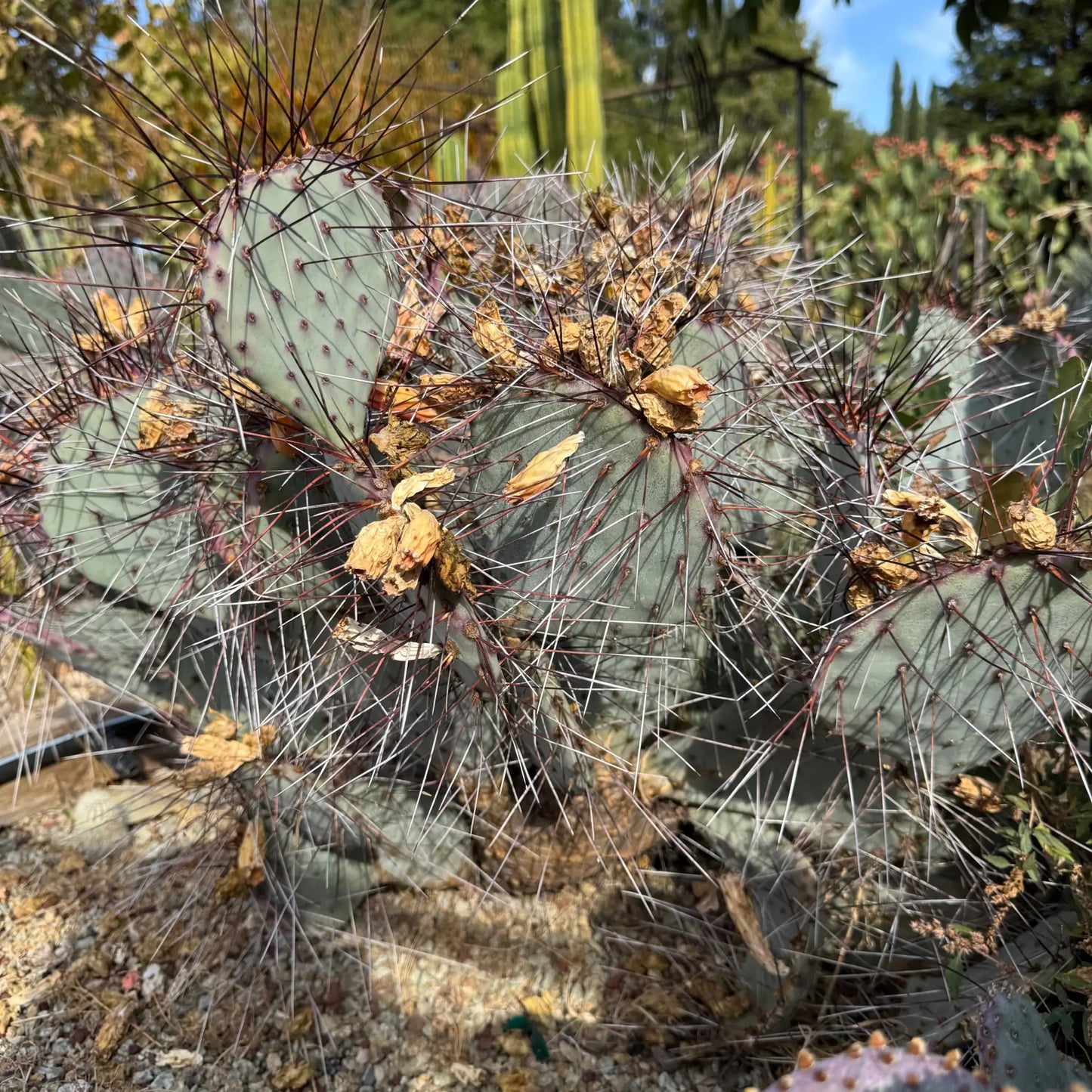 Opuntia macroentra - one pad about 4-6” - live cactus