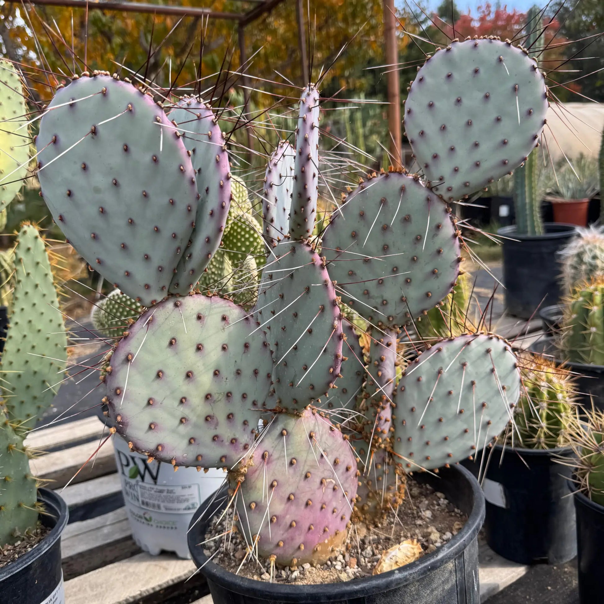 Opuntia macroentra - one pad about 4-6” - live cactus