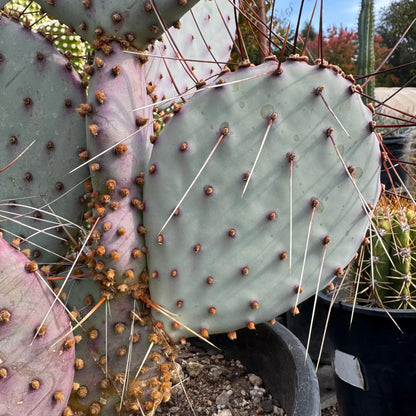 Opuntia macroentra - one pad about 4-6” - live cactus