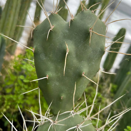 Opuntia sulphurea - one pad 5-6” - live cactus plant cutting