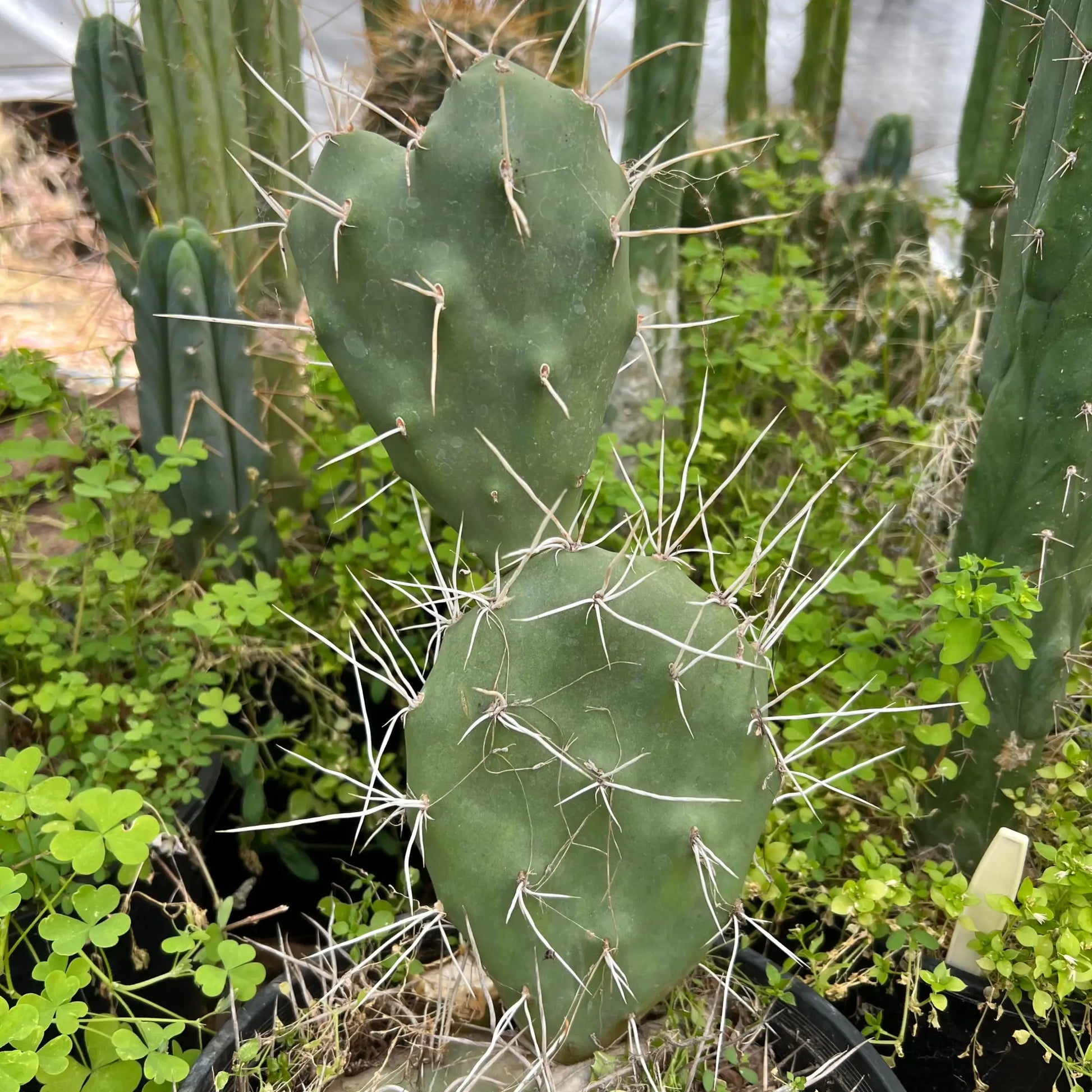 Opuntia sulphurea - one pad 5-6” - live cactus plant cutting