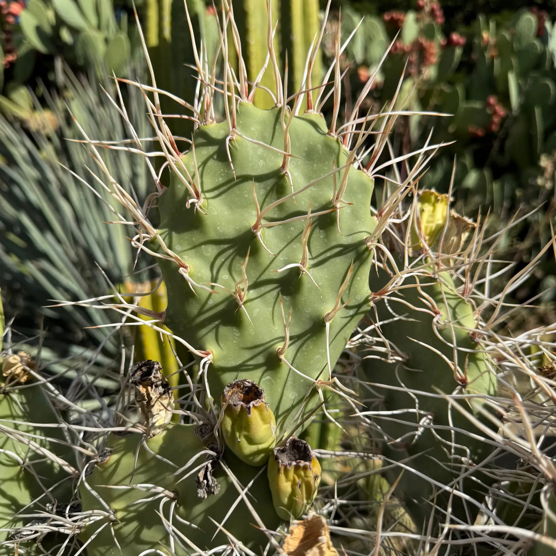 Opuntia sulphurea - one pad 5-6” - live cactus plant cutting