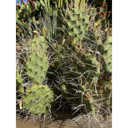 Opuntia sulphurea - one pad 5-6” - live cactus plant cutting