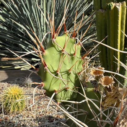 Opuntia sulphurea - one pad 5-6” - live cactus plant cutting