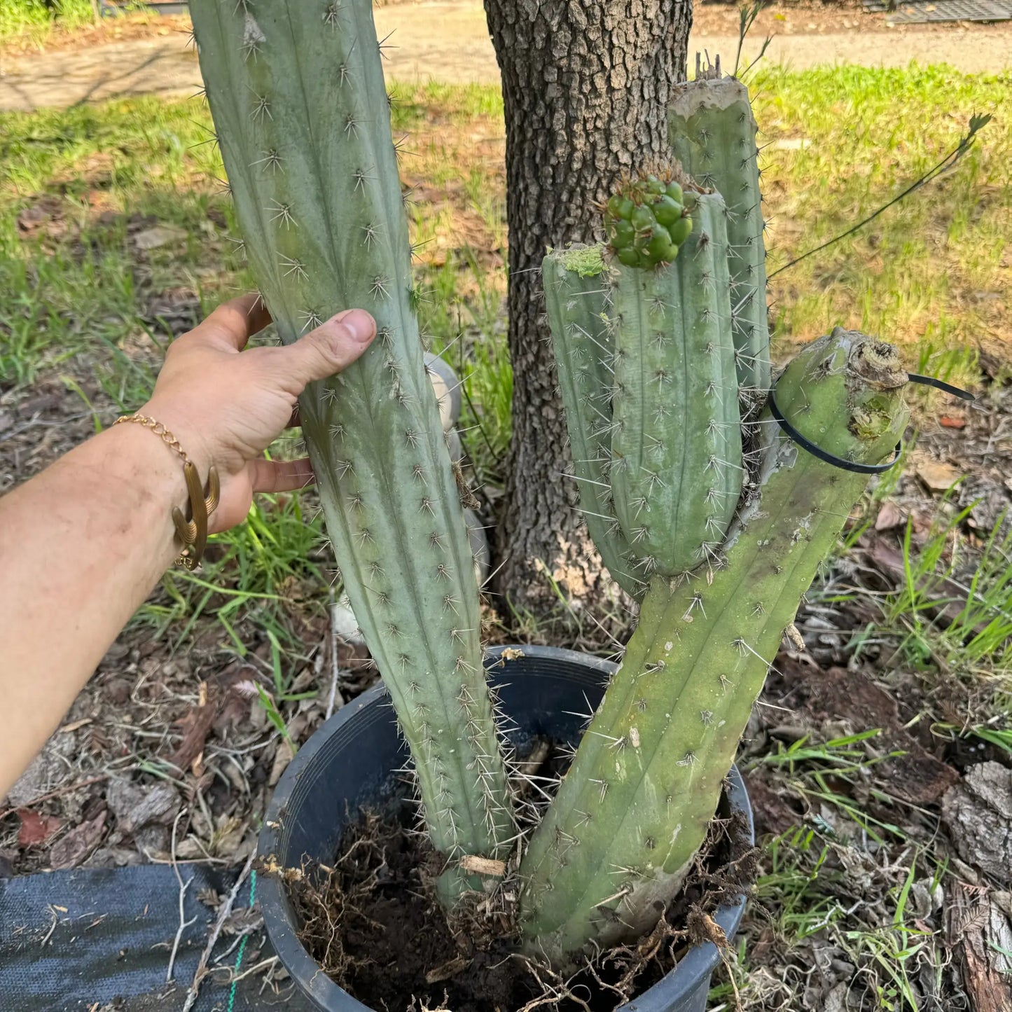 …otj - local pick up - large bare root cactus plant