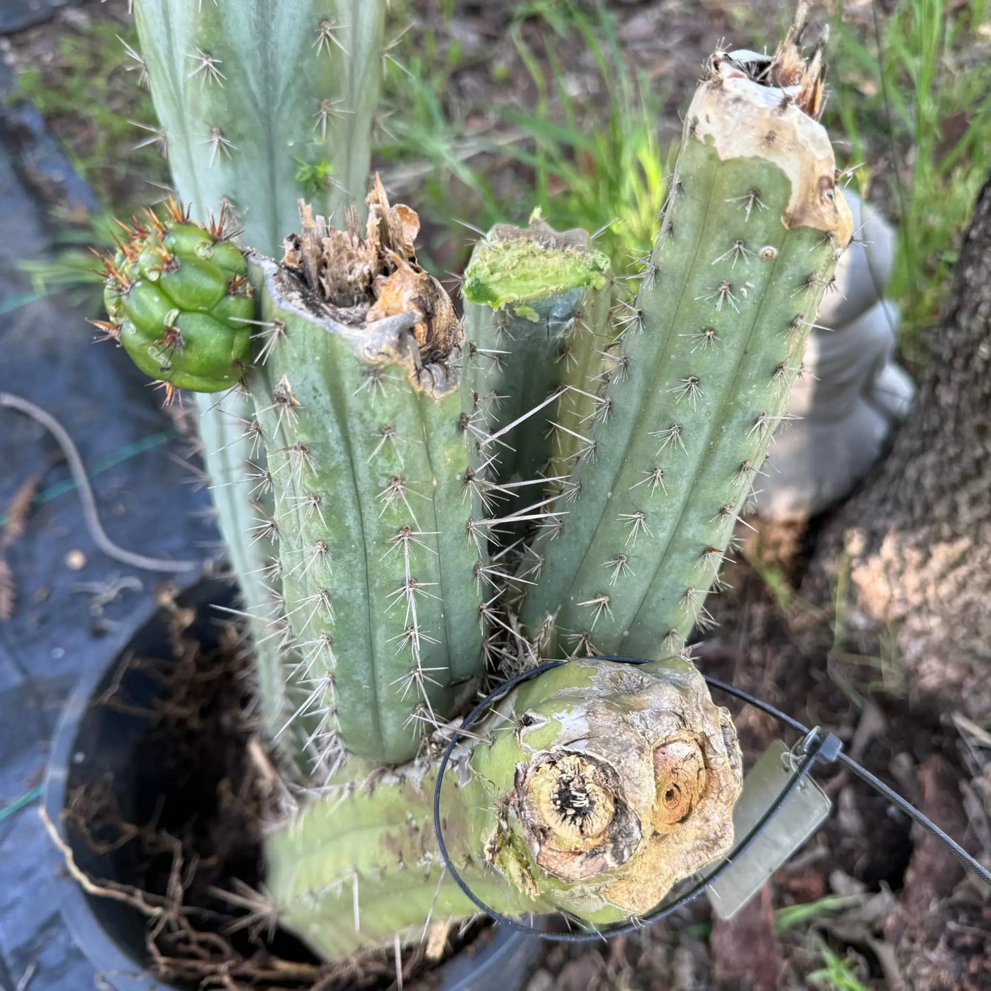 …otj - local pick up - large bare root cactus plant