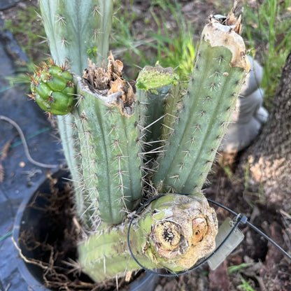 …otj - local pick up - large bare root cactus plant