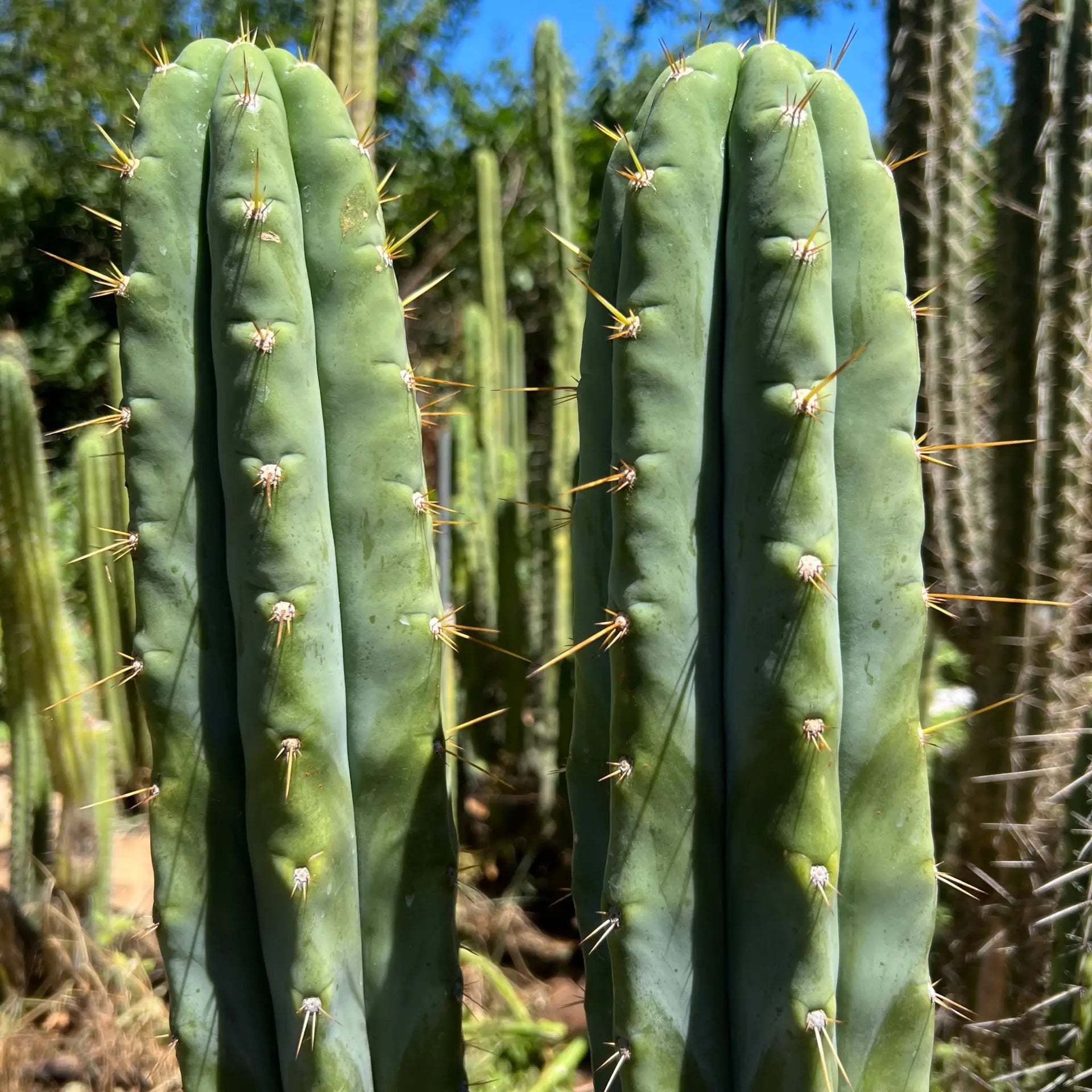 Cactus Affinity