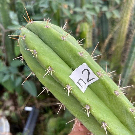 pach Hotel - n2 14” tip cut - live cactus plant
