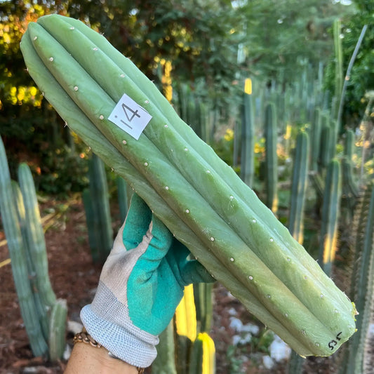 pach JS535 - i4 14” tip cut - live cactus plant