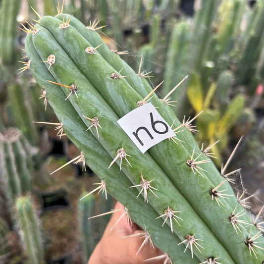 pach Rod OP - n6 14” tip cutting - live cactus plant
