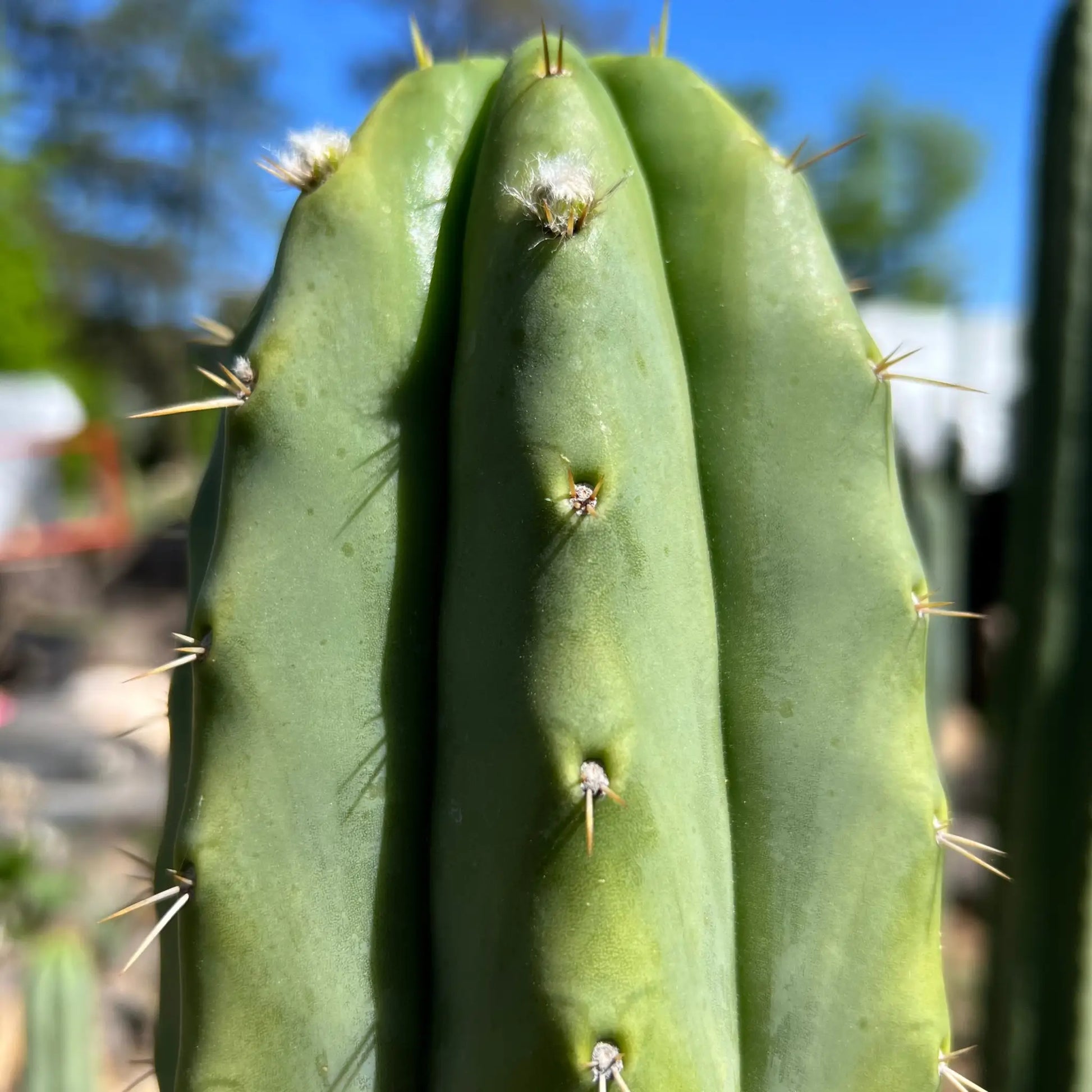 pach x J’s Giant - d3 10” center cut - live cactus plant