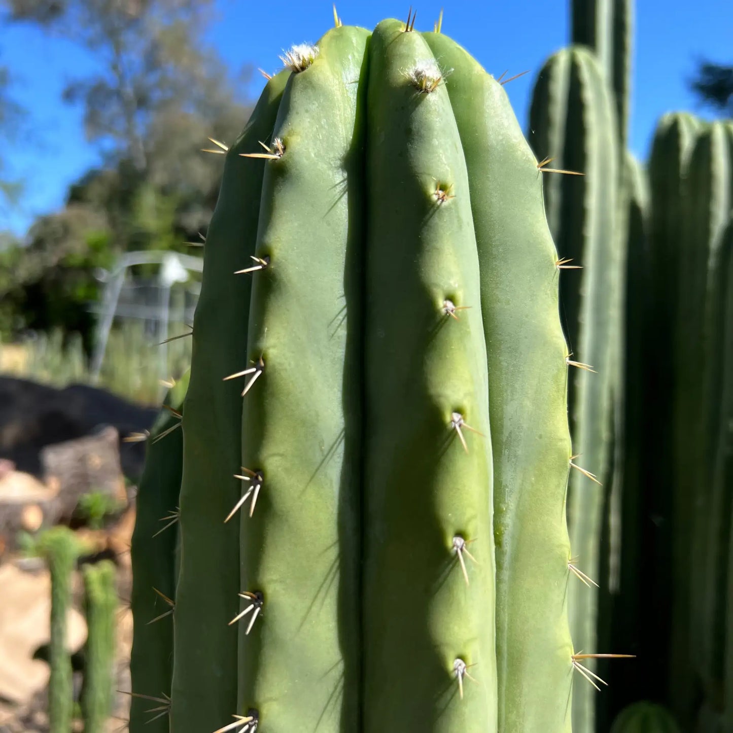 pach x J’s Giant - d3 10” center cut - live cactus plant