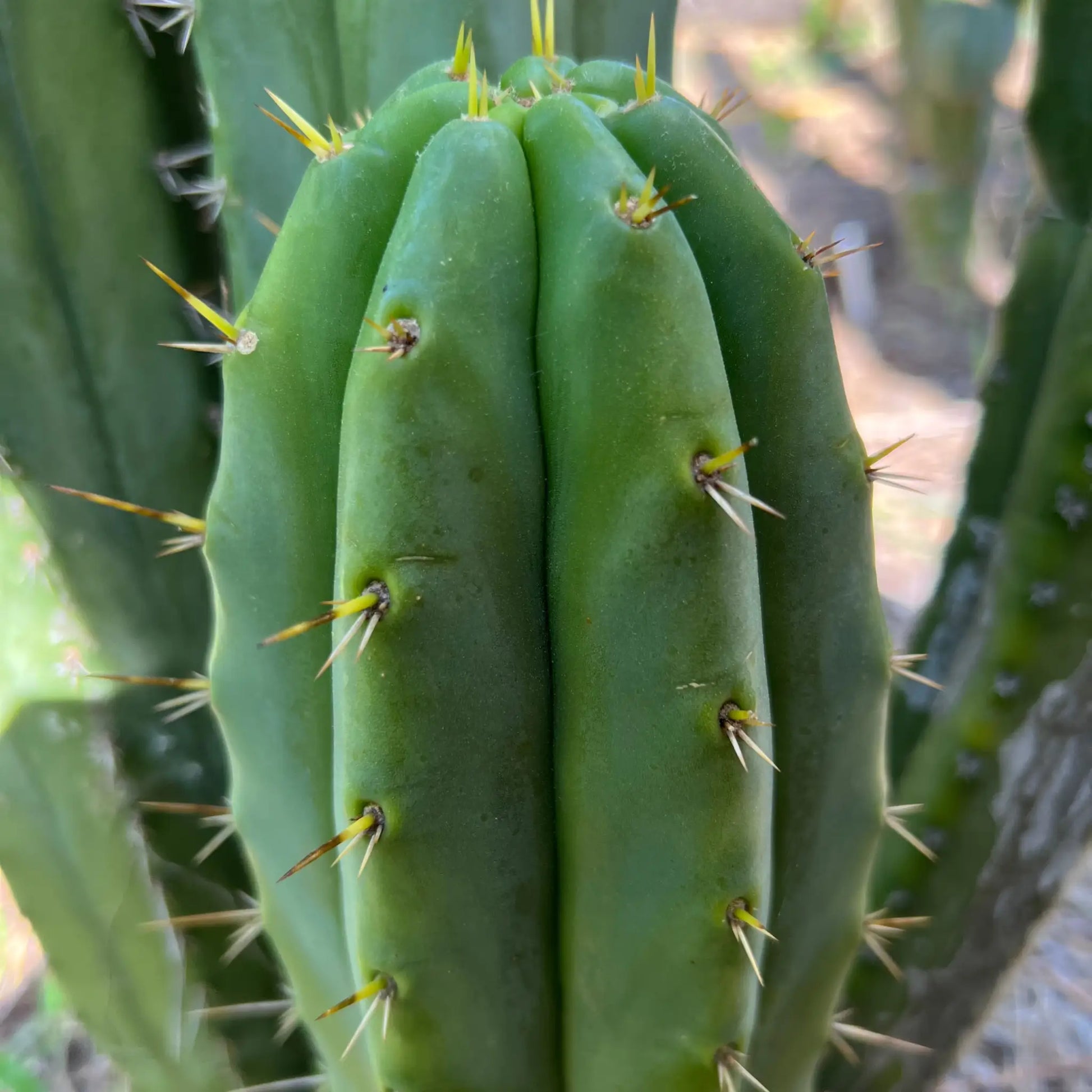 pach x J’s Giant - d3 10” center cut - live cactus plant