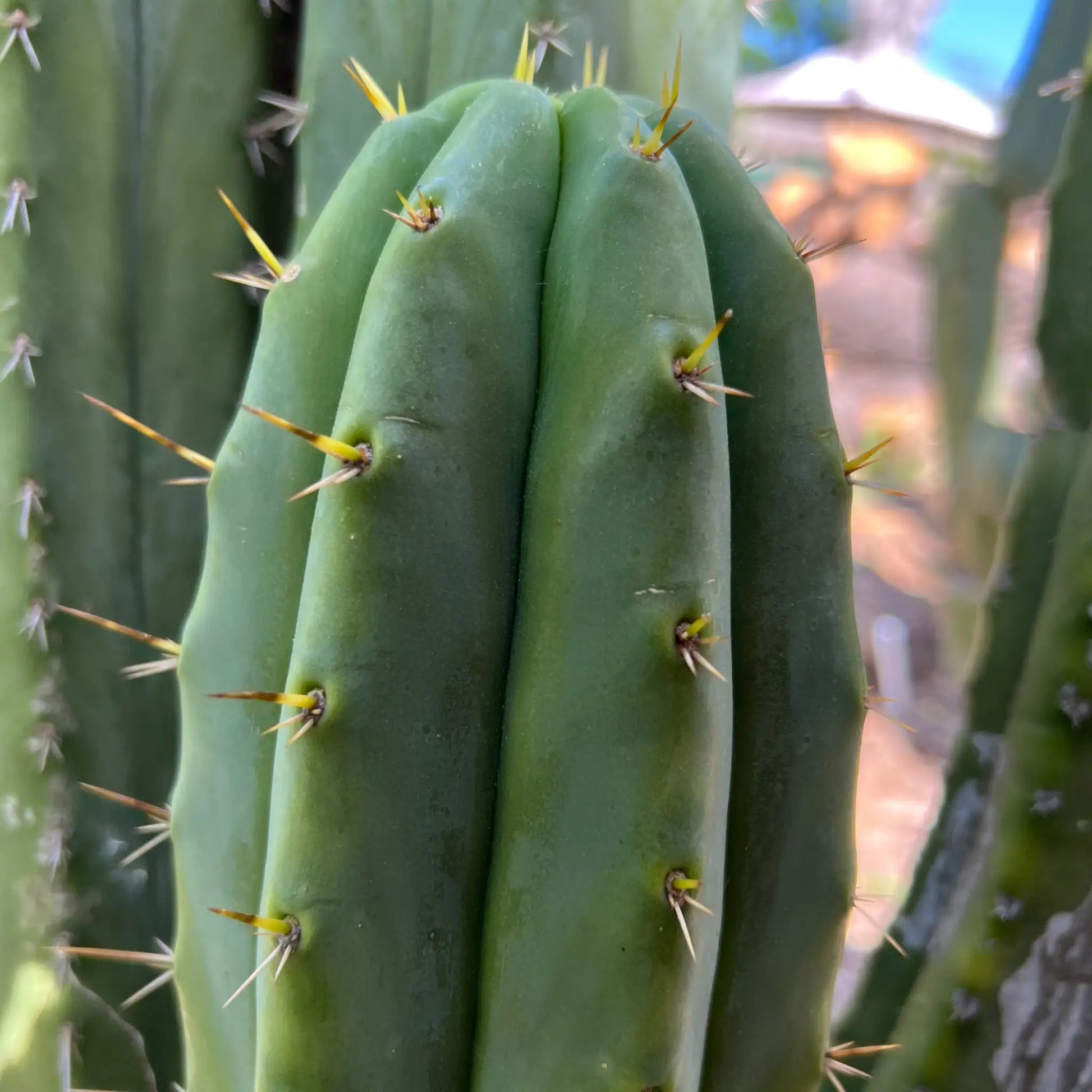 pach x J’s Giant - d3 10” center cut - live cactus plant