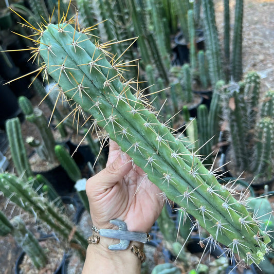 PC x KSG - 12” tip cut - live cactus plant