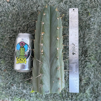 peru cv. Tarmaensis - one 10” tip cutting - live cactus