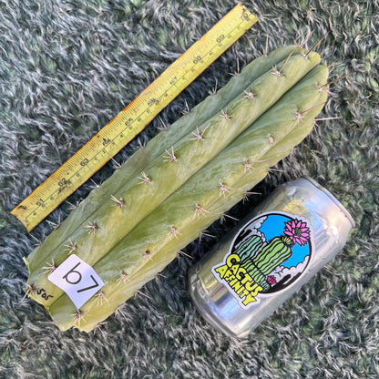 peru JS505 - b7 10” tip cut - live cactus plant