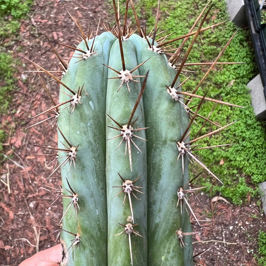 peru Rio Lurin - e4 10” tip cut - live cactus plant