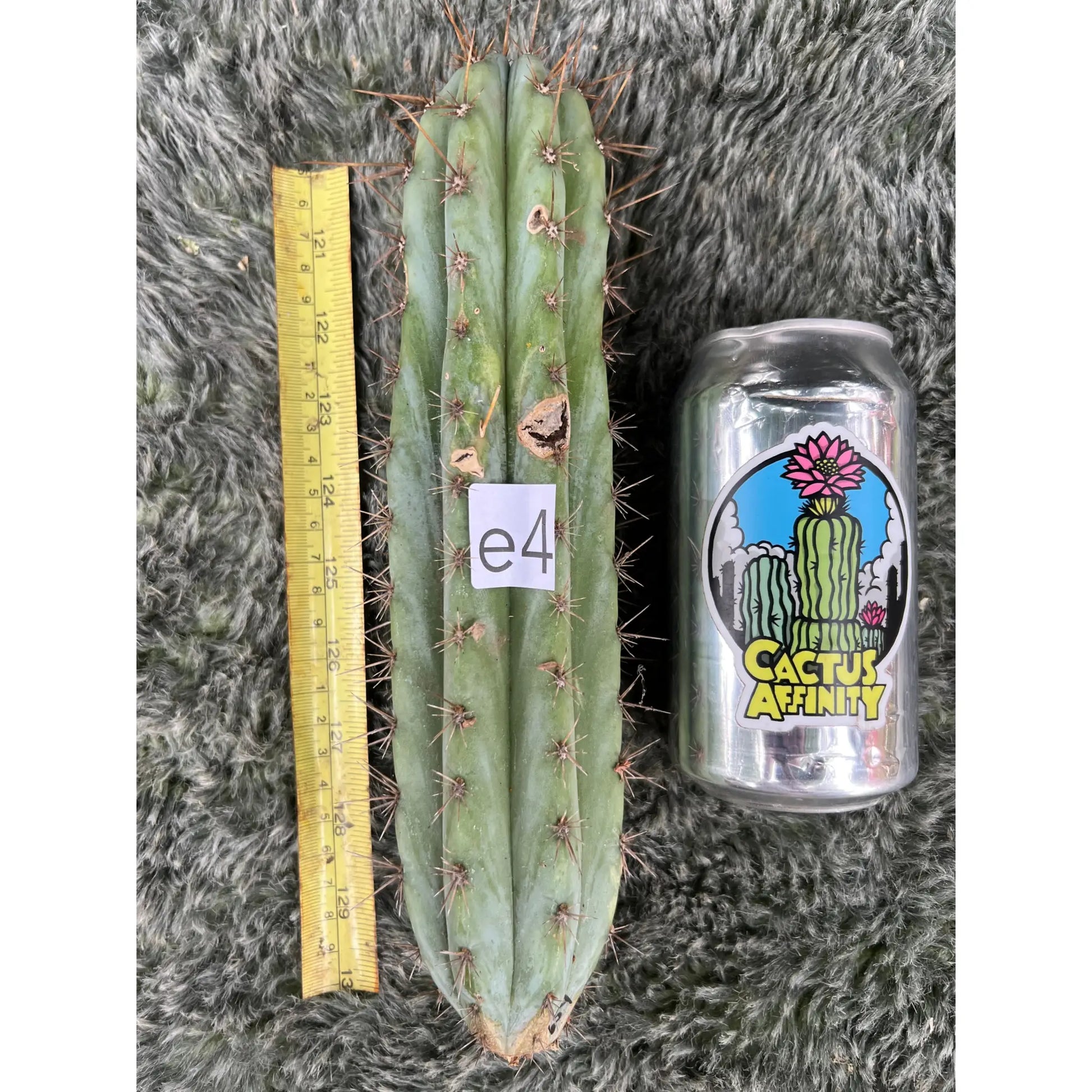 peru Rio Lurin - e4 10” tip cut - live cactus plant