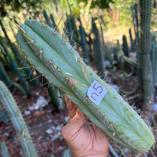 peru SBP - n5 11” tip cut - live cactus plant