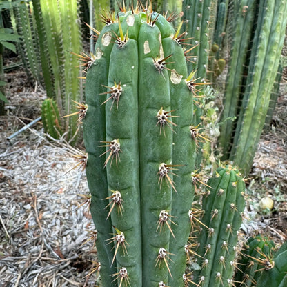 peru sp. puquiensis BBG#? JS206 - one 10” tip cutting