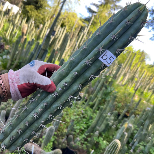 peru v. cuzco - b5 17” tip cutting - live cactus plant