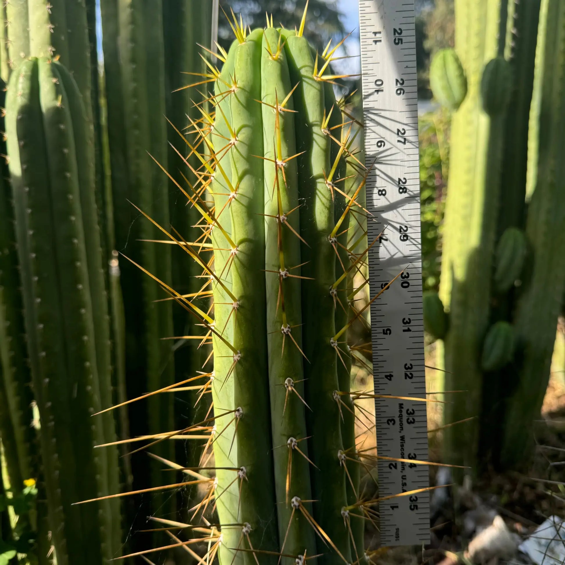 peru x bridge - one 10” tip cutting - live cactus plant