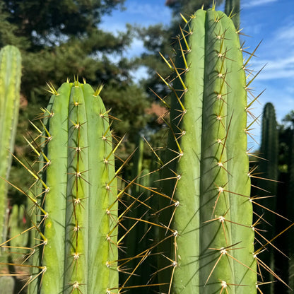 peru x bridge - one 10” tip cutting - live cactus plant