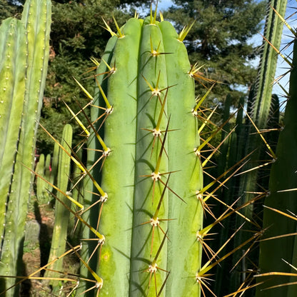 peru x bridge - one 10” tip cutting - live cactus plant