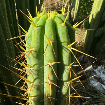 peru x bridge - one 10” tip cutting - live cactus plant