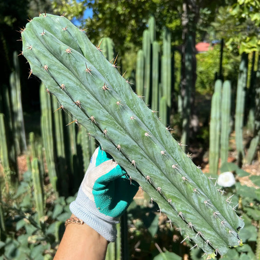 peru x TJG monstrose - 14” tip cut - live cactus plant