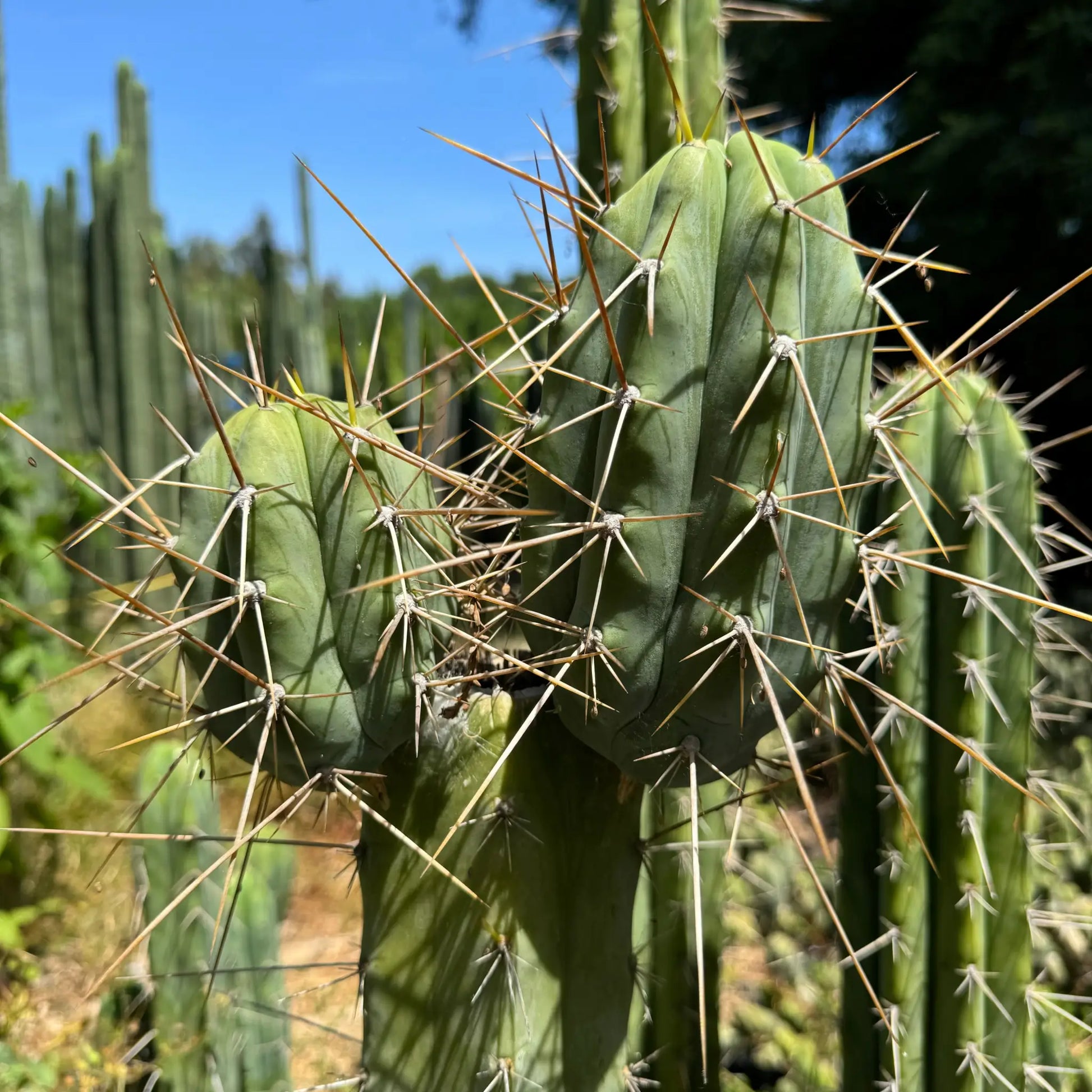 (peru x TJG) SS02 - one 10” tip cutting - live cactus plant