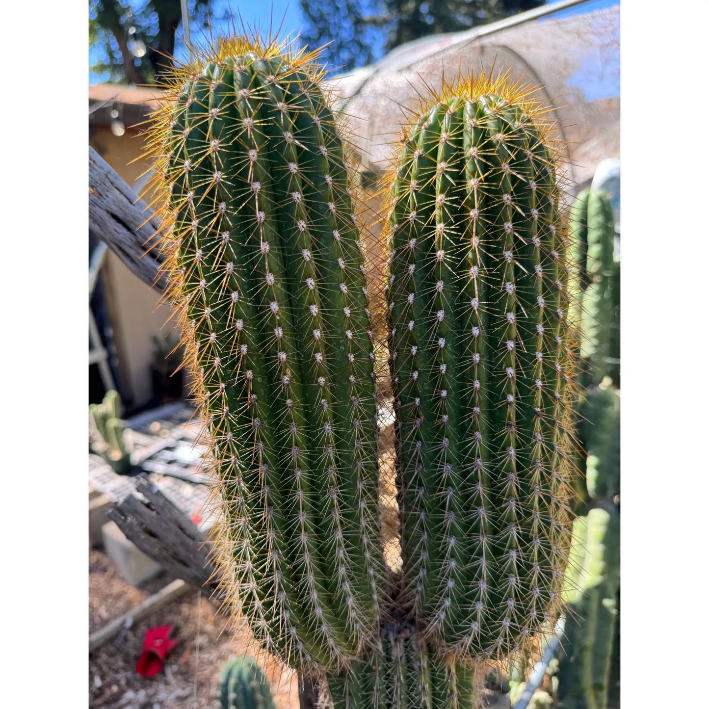 Pink Glory - one 10” tip cut - live cactus plant cutting