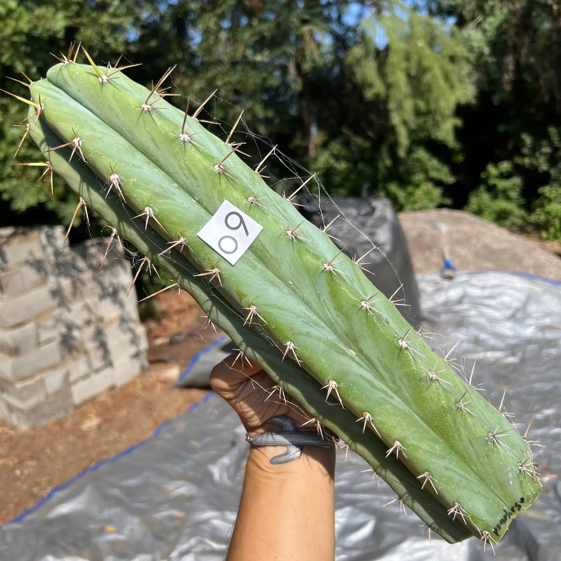 Pomolargo - o9 14” tip cutting - live cactus plant