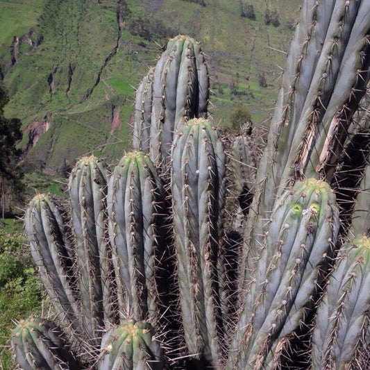 Pomolargo - o9 14” tip cutting - live cactus plant