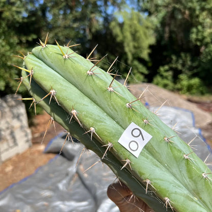 Pomolargo - o9 14” tip cutting - live cactus plant