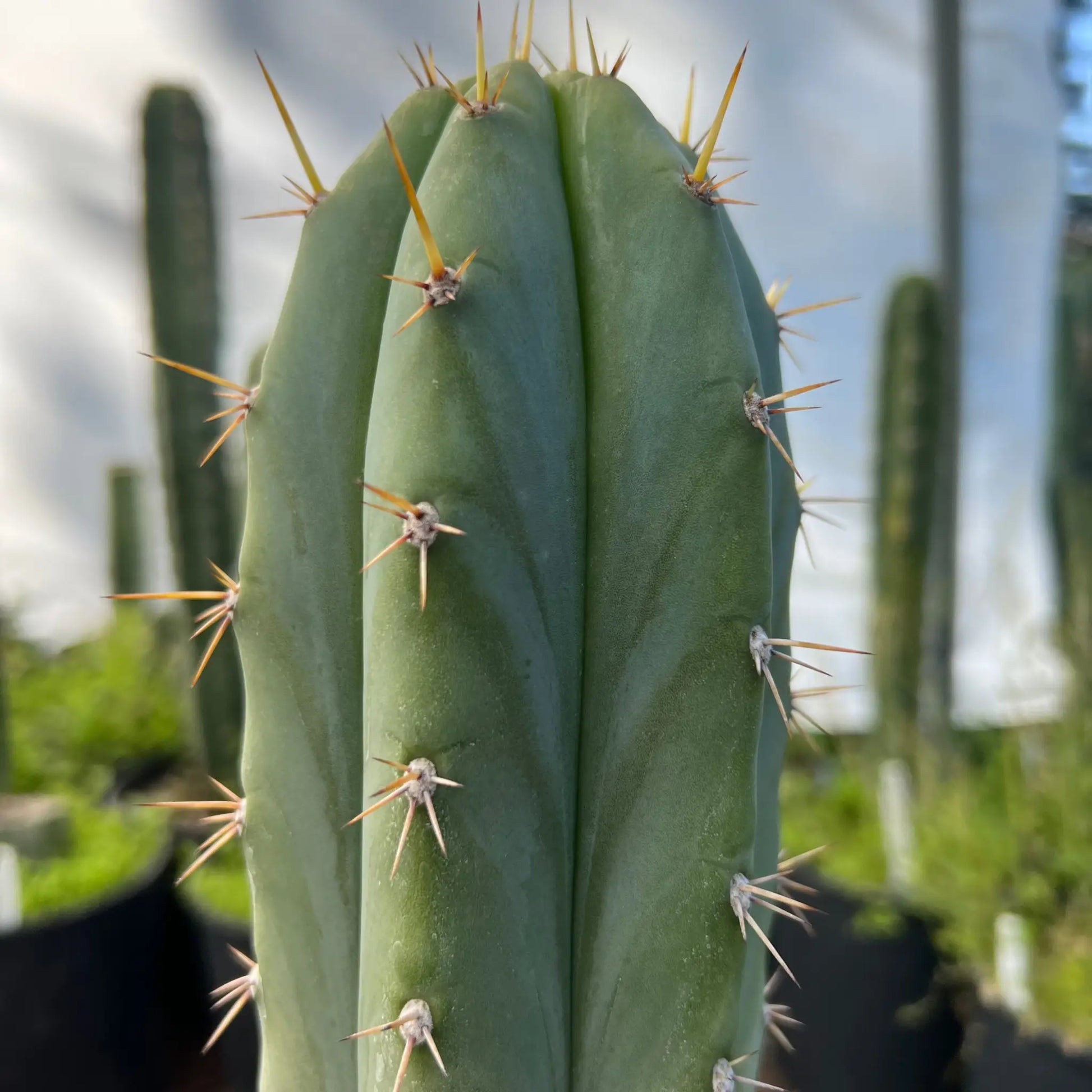 Pomolargo - o9 14” tip cutting - live cactus plant