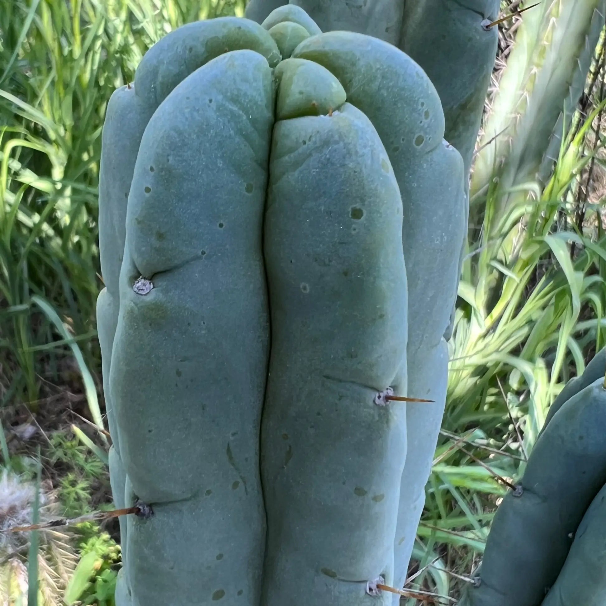Poot’s bridge - live cactus plant