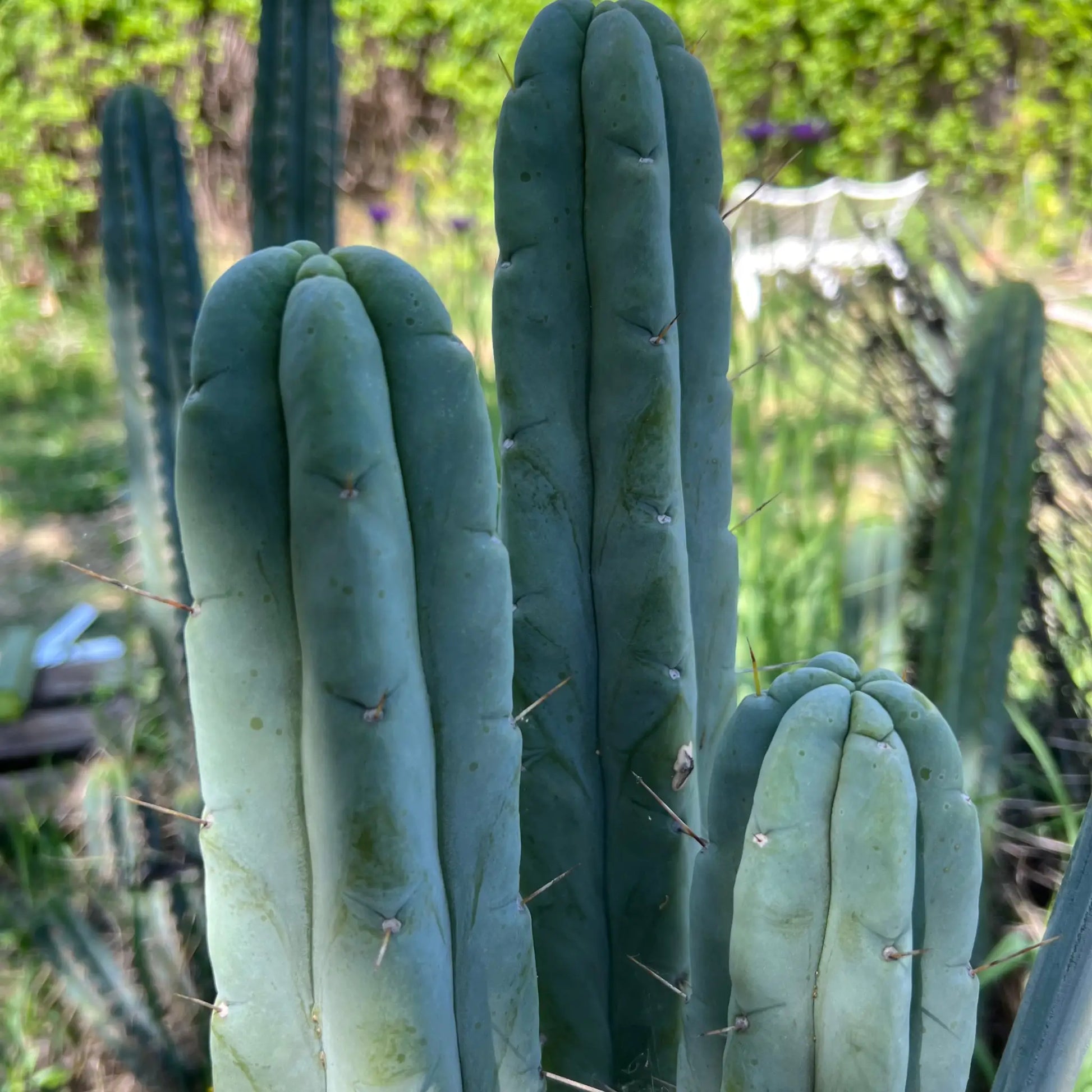 Poot’s bridge - live cactus plant