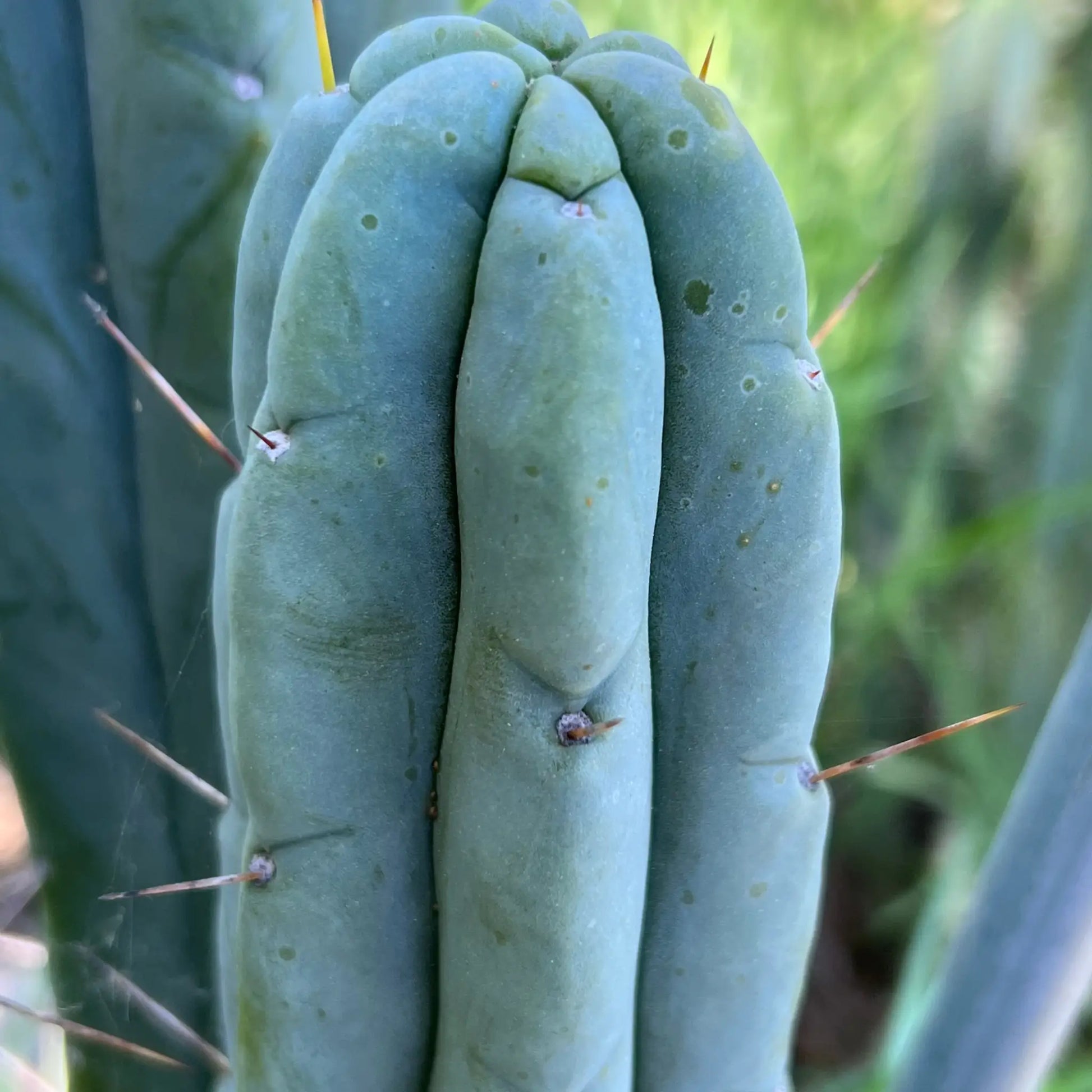 Poot’s bridge - live cactus plant