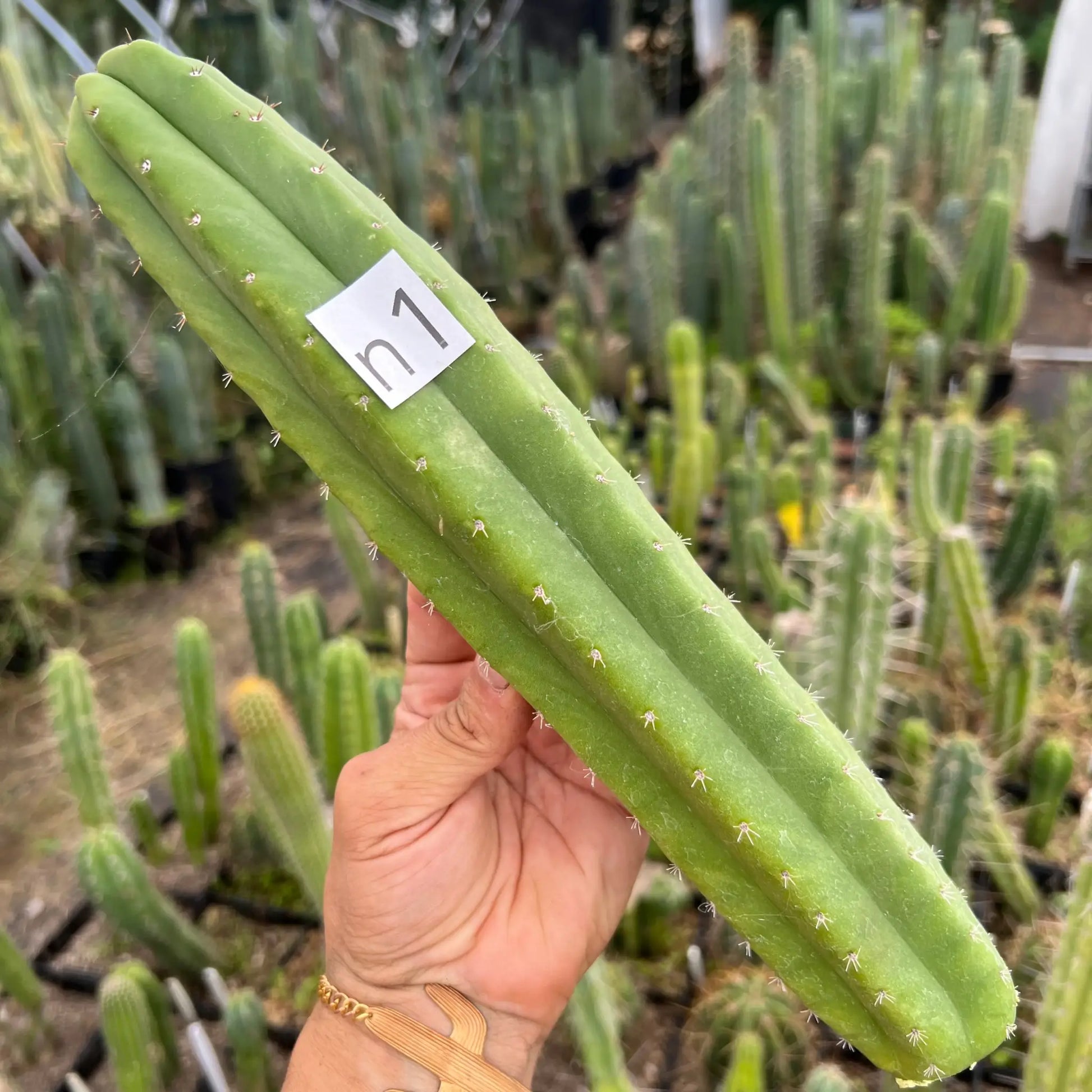 Poot’s TJG - n1 12” tip cut - live cactus plant