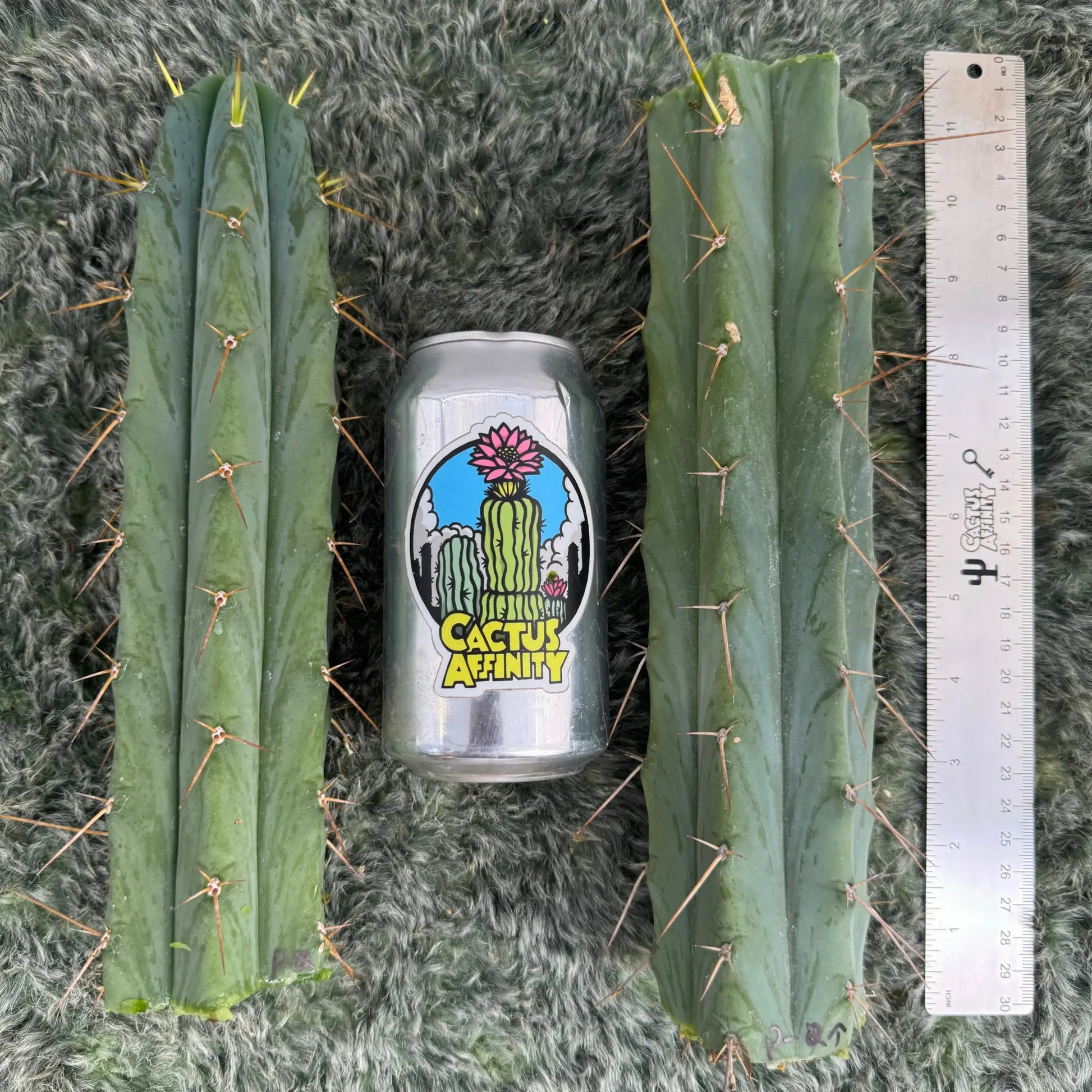 Psycho0 - one 10” tip cutting - live cactus plant