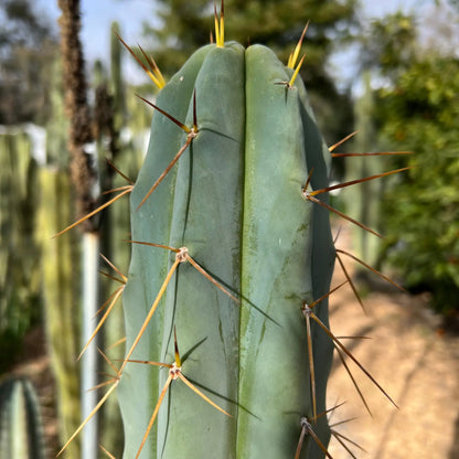 Psycho0 - live cactus plant