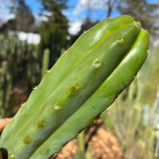 Psycho0 OP - live cactus plant