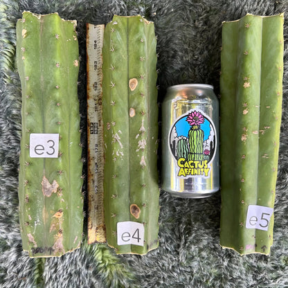 Psycho0 OP - e3 10” center cut - live cactus plant