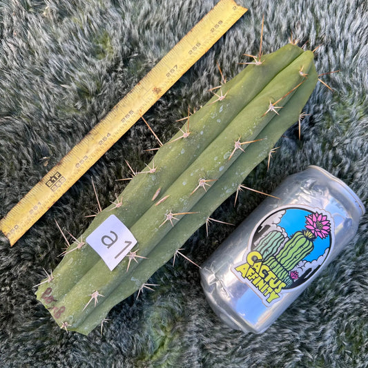 Psycho0 x Ben - a1 10” tip cut - live cactus plant